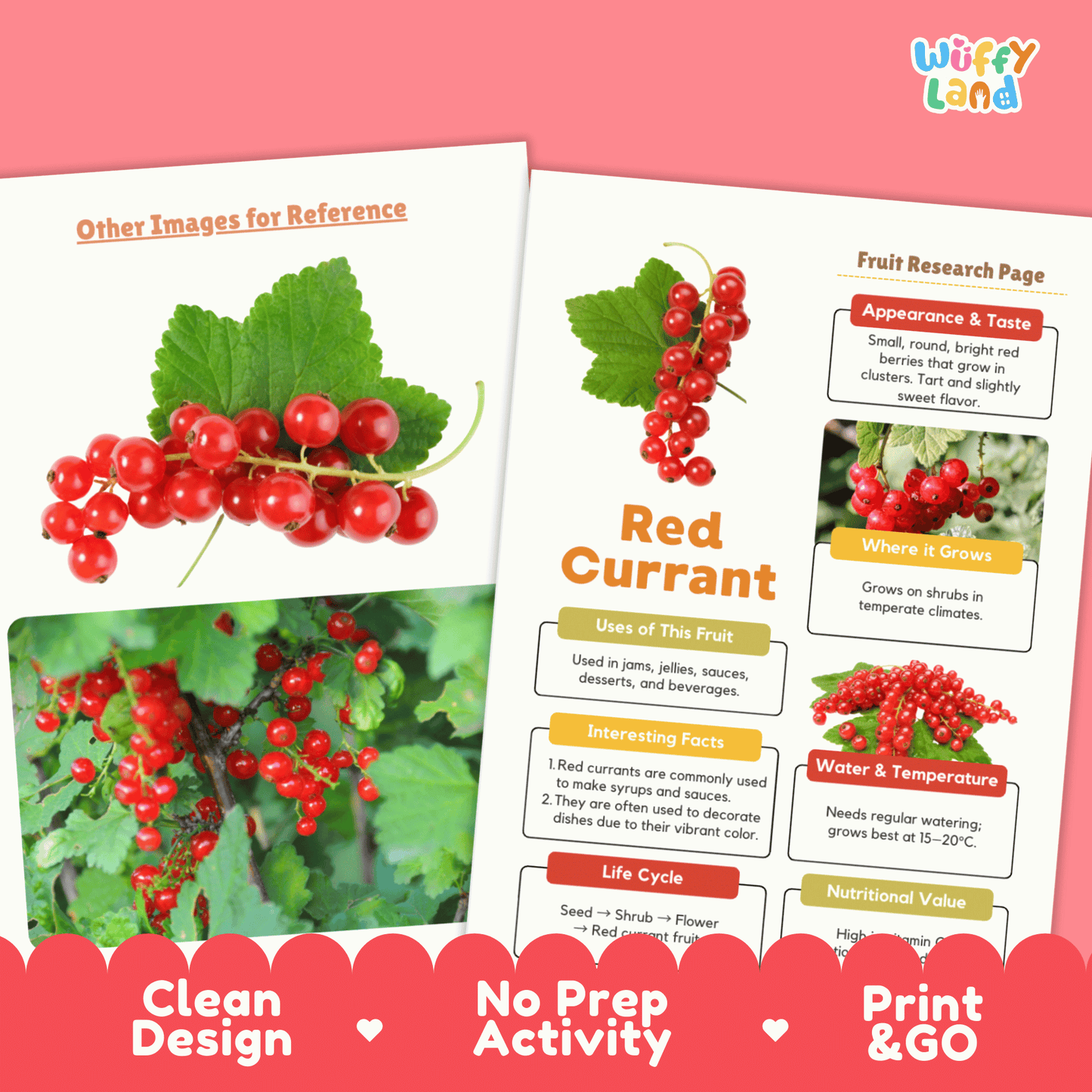 Red Currant Fruit Research Activity Worksheet Science Healthy Eating Berries