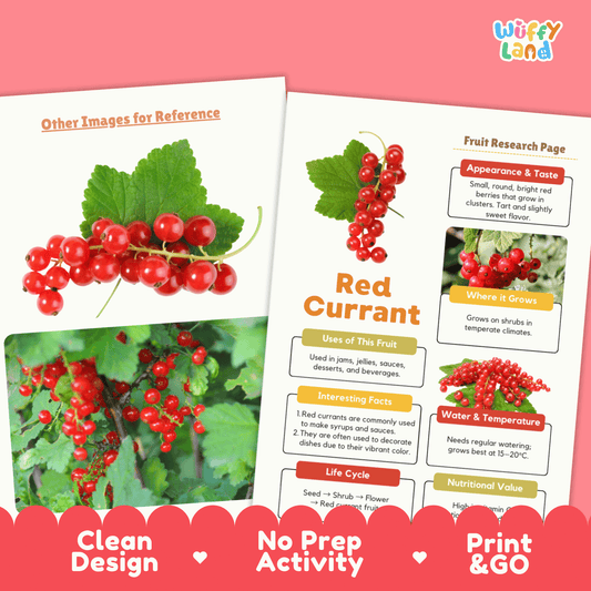 Red Currant Fruit Research Activity Worksheet Science Healthy Eating Berries