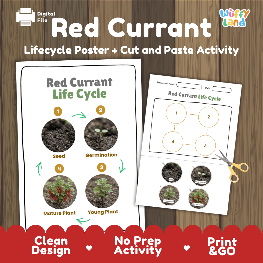 Red Currant Life Cycle Poster and Cut and Paste Worksheet Activity