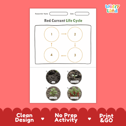 Red Currant Life Cycle Poster and Cut and Paste Worksheet Activity