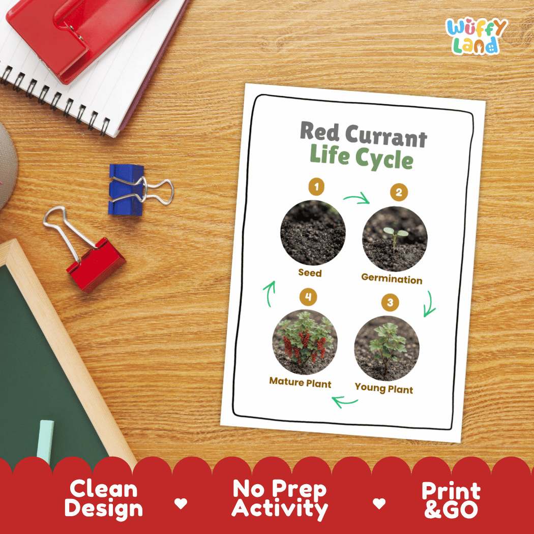 Red Currant Life Cycle Poster and Cut and Paste Worksheet Activity