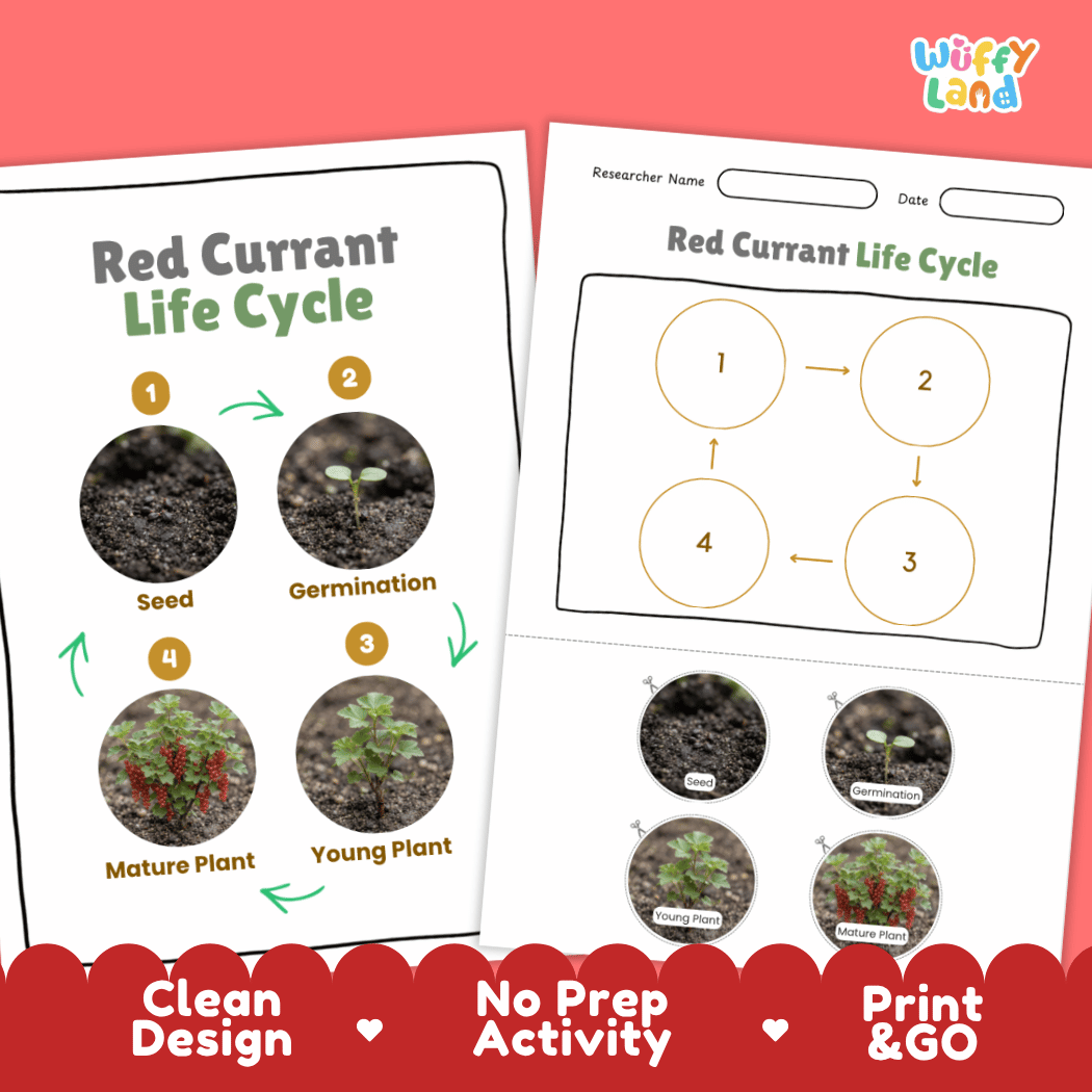 Red Currant Life Cycle Poster and Cut and Paste Worksheet Activity