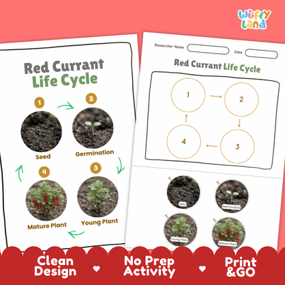Red Currant Life Cycle Poster and Cut and Paste Worksheet Activity