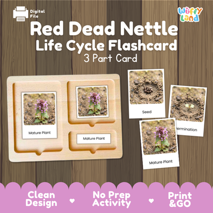 Red Dead Nettle Life Cycle Flashcard 3 Part Card Montessori Science Printable