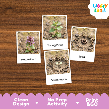 Red Dead Nettle Life Cycle Flashcard 3 Part Card Montessori Science Printable