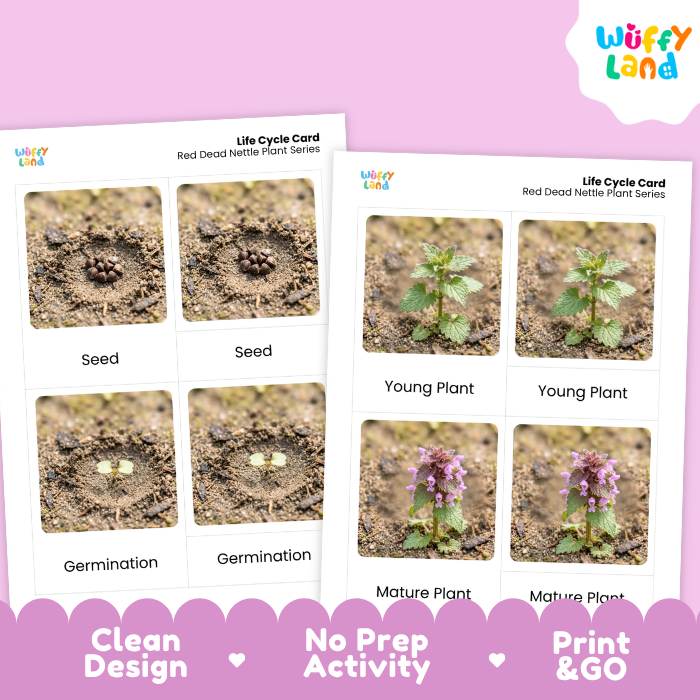 Red Dead Nettle Life Cycle Flashcard 3 Part Card Montessori Science Printable