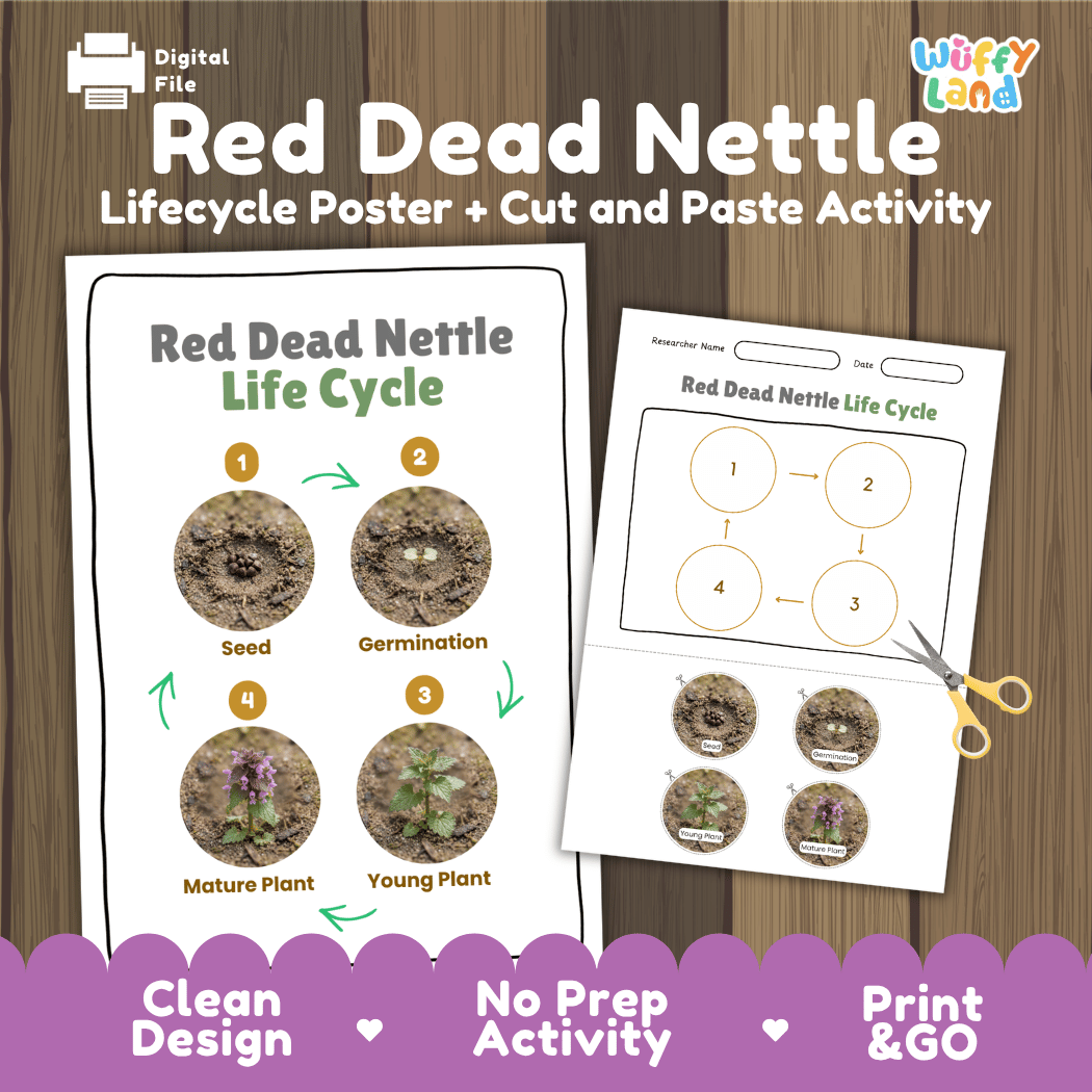 Red Dead Nettle Life Cycle Poster and Cut and Paste Activity Worksheet