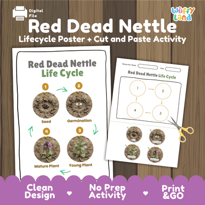 Red Dead Nettle Life Cycle Poster and Cut and Paste Activity Worksheet