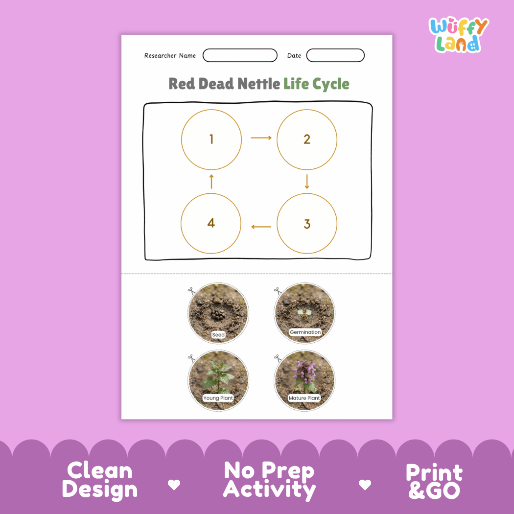 Red Dead Nettle Life Cycle Poster and Cut and Paste Activity Worksheet