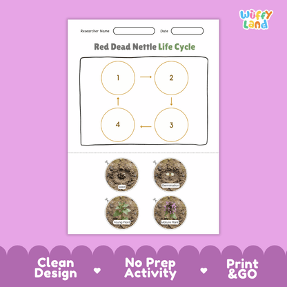 Red Dead Nettle Life Cycle Poster and Cut and Paste Activity Worksheet