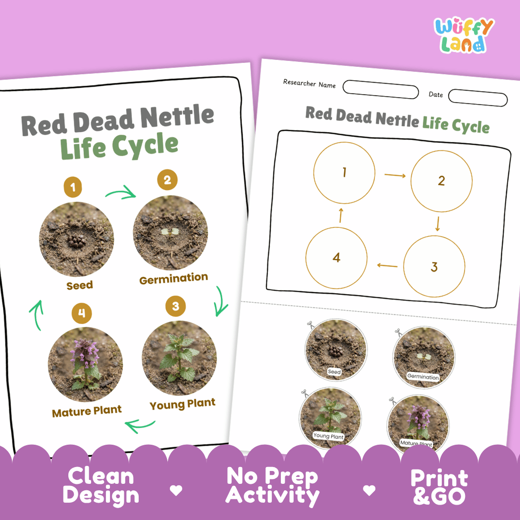 Red Dead Nettle Life Cycle Poster and Cut and Paste Activity Worksheet