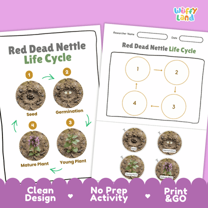 Red Dead Nettle Life Cycle Poster and Cut and Paste Activity Worksheet