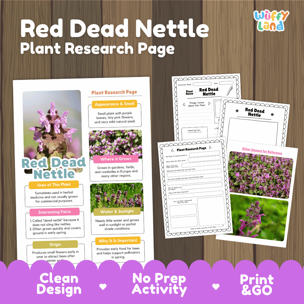 Red Dead Nettle Plant Research Pages and Worksheets