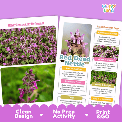 Red Dead Nettle Plant Research Pages and Worksheets