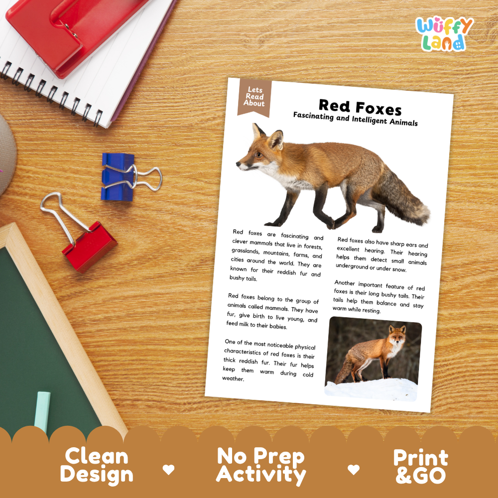 An educational reading activity sheet titled 'Red Foxes' laid flat on a wooden desk, surrounded by stationery props including a spiral notebook, binder clips, and colored pencils. The sheet features text about red foxes and a photo of a red fox, with 'Wiffy Land' branding in the top right corner.