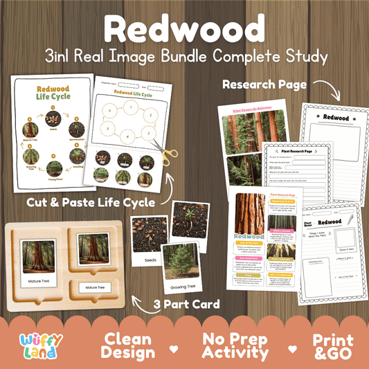 Redwood tree 3in1 real image bundle complete study printable featuring life cycle cut and paste worksheets, Montessori 3-part cards, and research pages