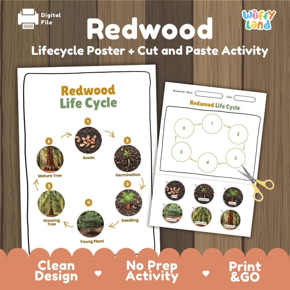 Redwood Lifecycle Poster and Cut and Paste Activity Worksheets | Plant Science Printables