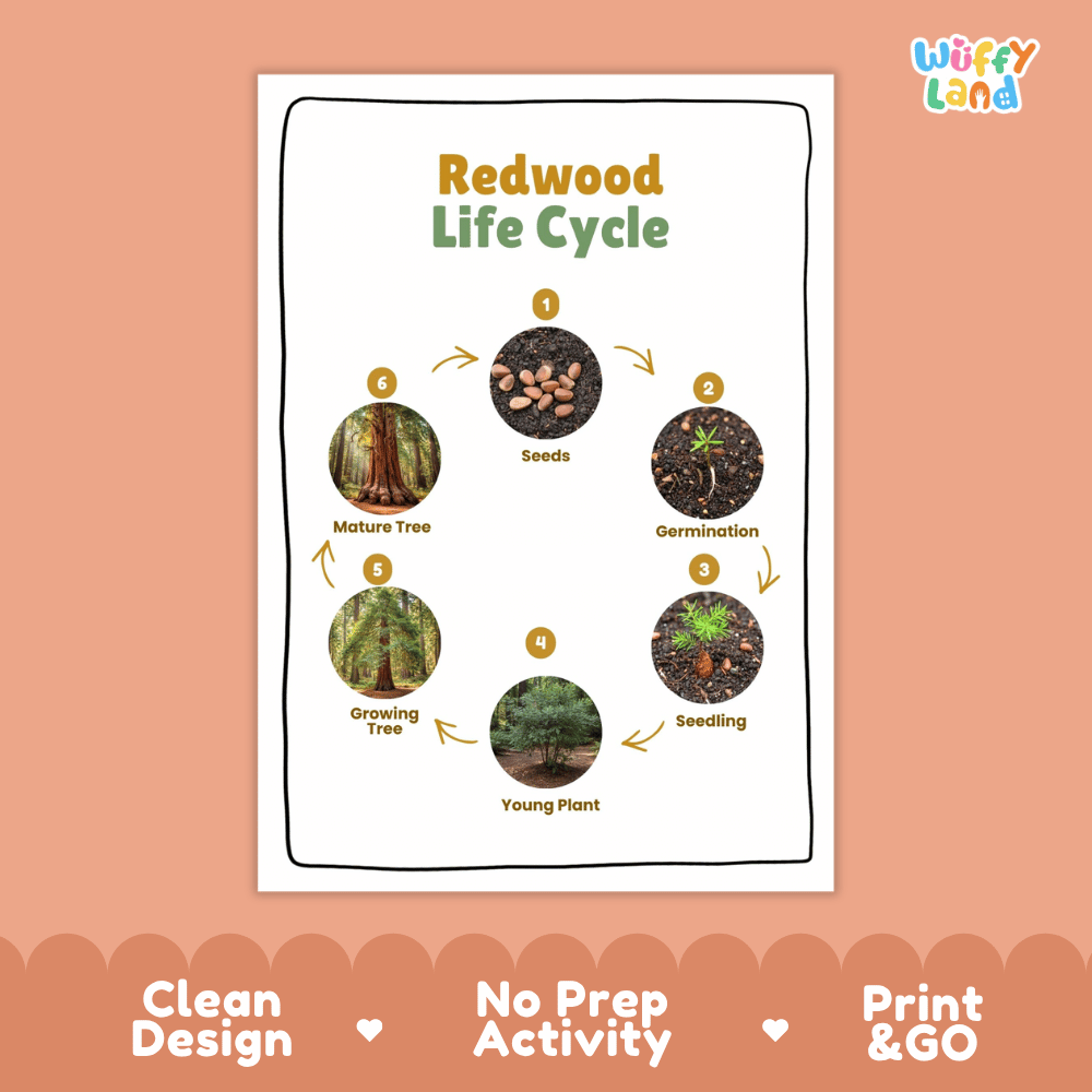 Redwood Lifecycle Poster and Cut and Paste Activity Worksheets | Plant Science Printables