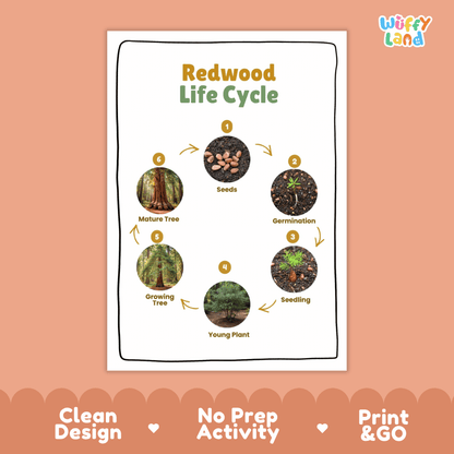 Redwood Lifecycle Poster and Cut and Paste Activity Worksheets | Plant Science Printables