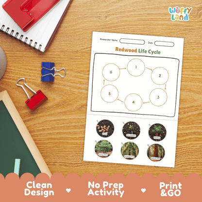Redwood Lifecycle Poster and Cut and Paste Activity Worksheets | Plant Science Printables