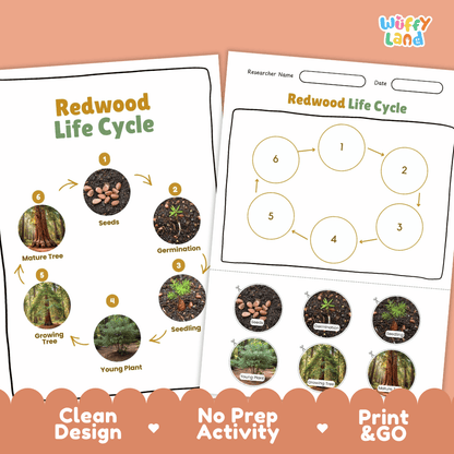 Redwood Lifecycle Poster and Cut and Paste Activity Worksheets | Plant Science Printables