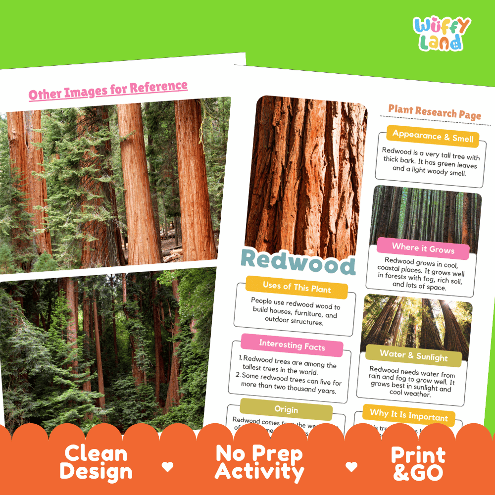 Redwood Tree Plant Research Page Worksheets and Fact Sheet Activity