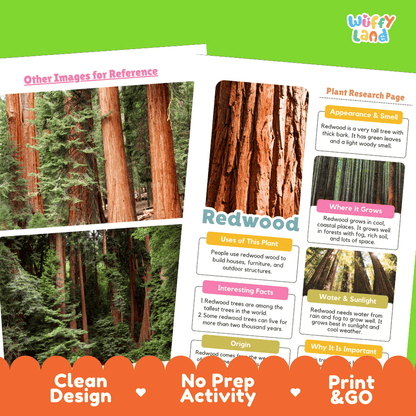 Redwood Tree Plant Research Page Worksheets and Fact Sheet Activity