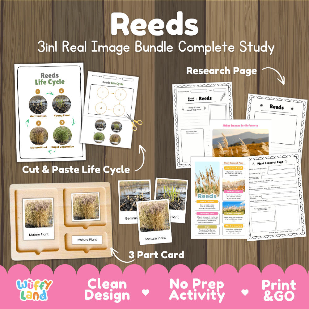 Reeds plant 3in1 real image bundle complete study printable featuring life cycle cut and paste worksheets, Montessori 3-part cards, and research pages