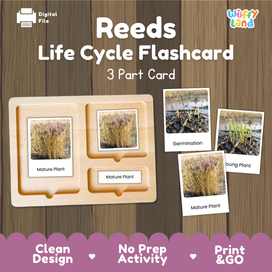 Montessori three part cards featuring real photographic images of reeds marsh growth stages and tall mature wetland plants displayed on a wooden tray