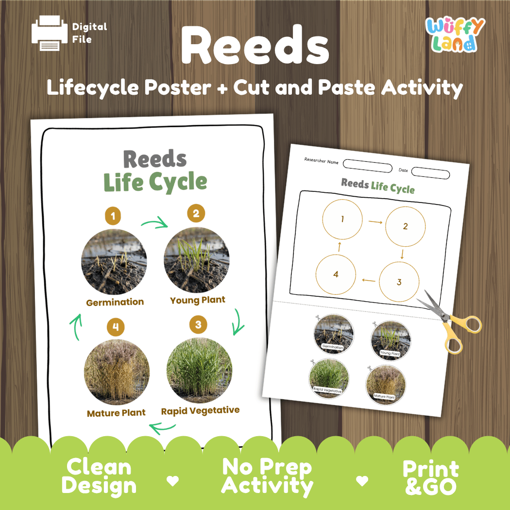 Reeds Life Cycle Poster and Cut and Paste Activity Worksheets