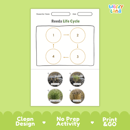Reeds Life Cycle Poster and Cut and Paste Activity Worksheets