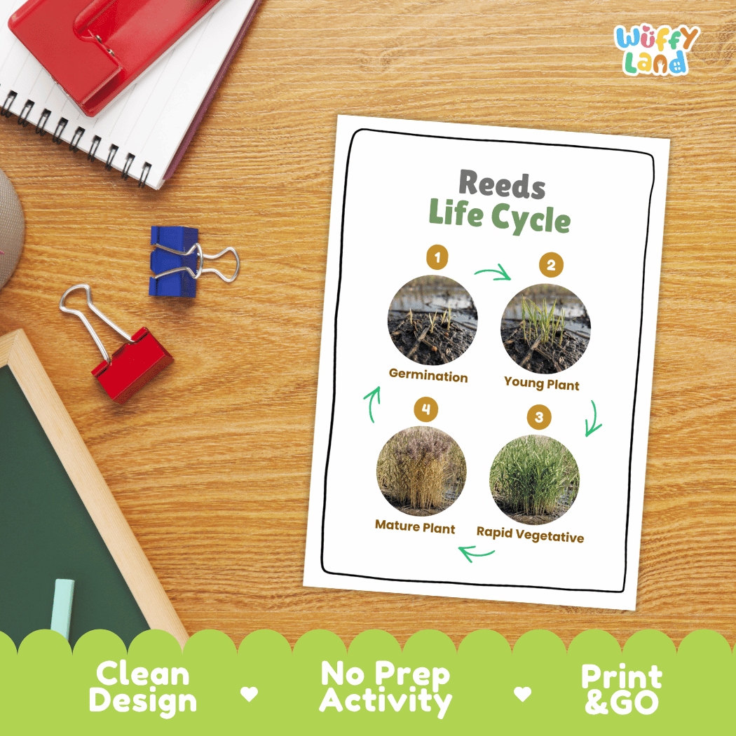 Reeds Life Cycle Poster and Cut and Paste Activity Worksheets