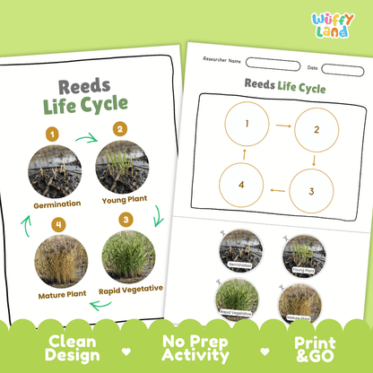 Reeds Life Cycle Poster and Cut and Paste Activity Worksheets