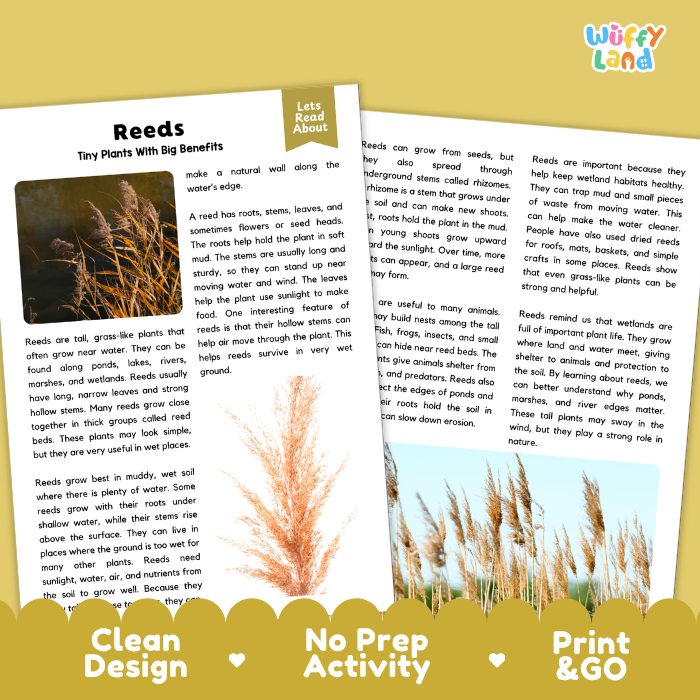 Reeds Plant Reading Passages and Comprehension Questions Worksheets