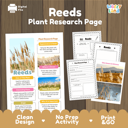 Reeds Plant Research Page Worksheets and Fact Sheet