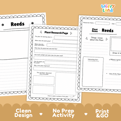 Reeds Plant Research Page Worksheets and Fact Sheet