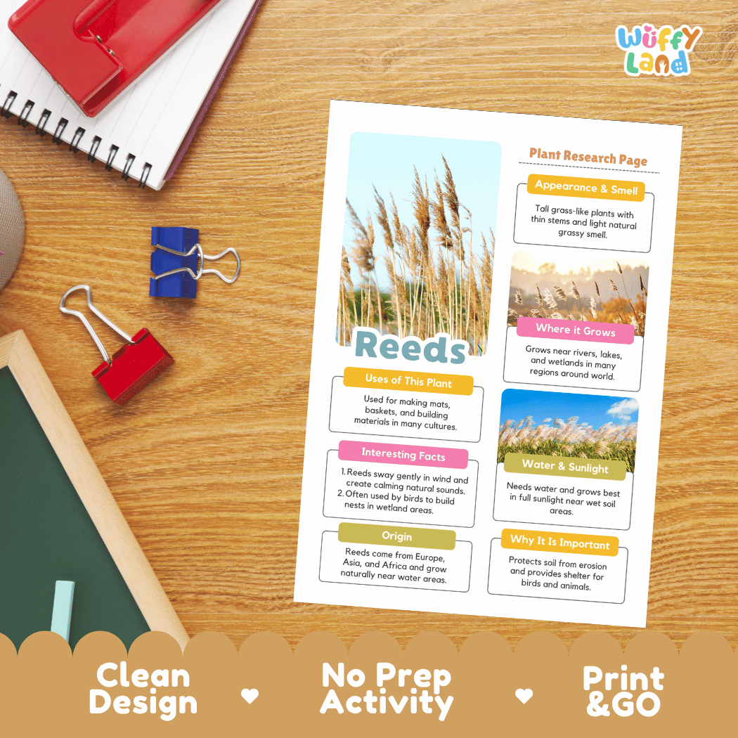 Reeds Plant Research Page Worksheets and Fact Sheet