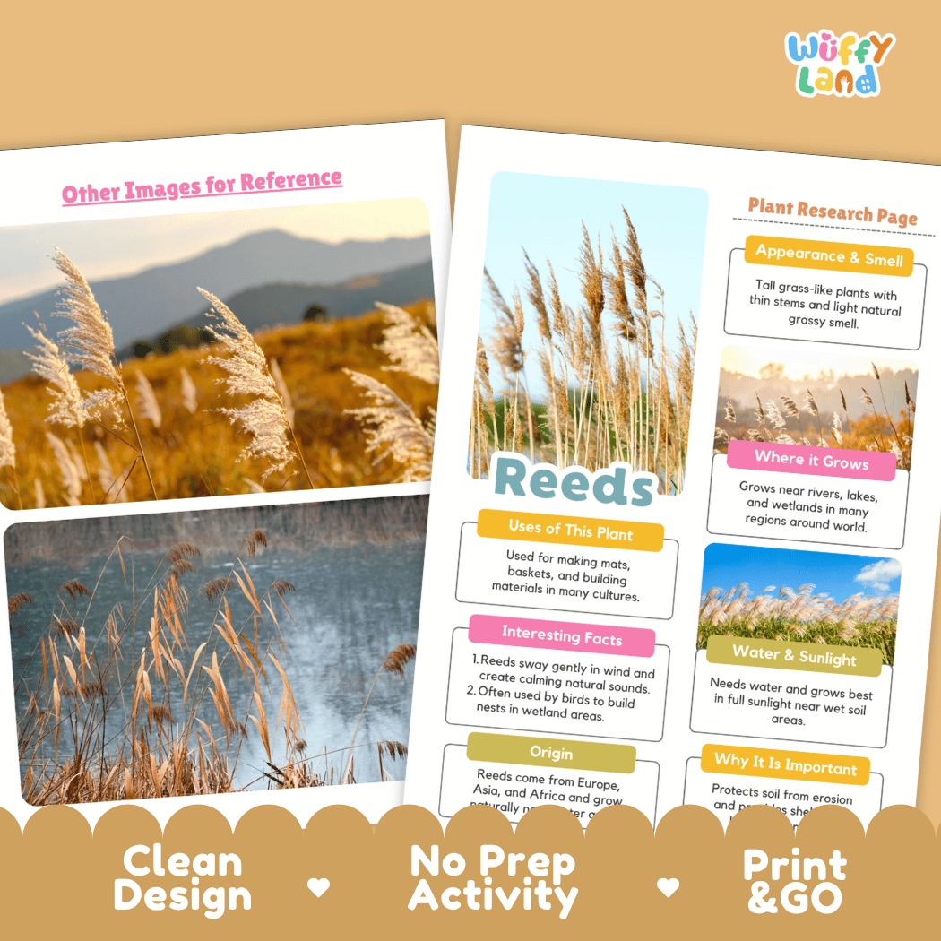 Reeds Plant Research Page Worksheets and Fact Sheet