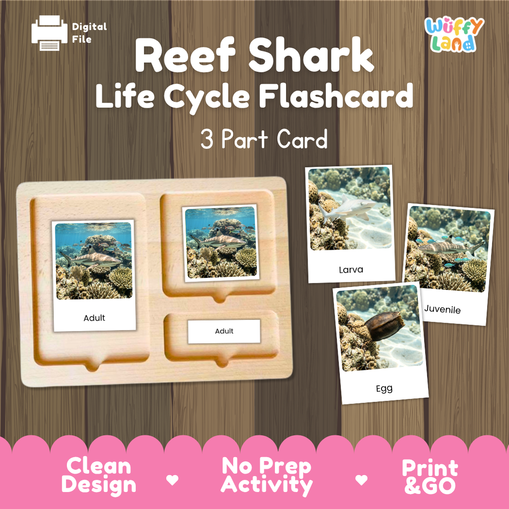 Reef Shark Life Cycle Flashcards 3 Part Cards Montessori Science Printable