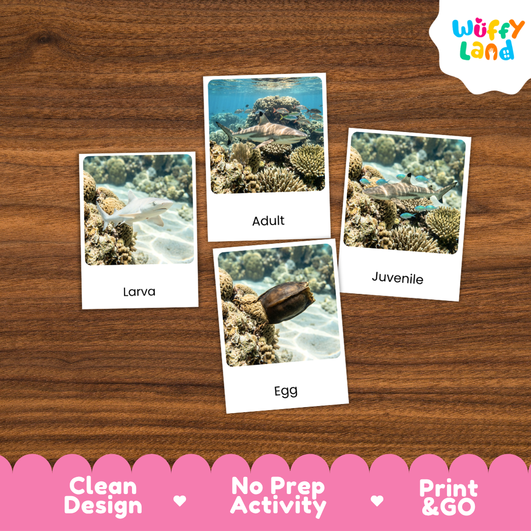 Reef Shark Life Cycle Flashcards 3 Part Cards Montessori Science Printable