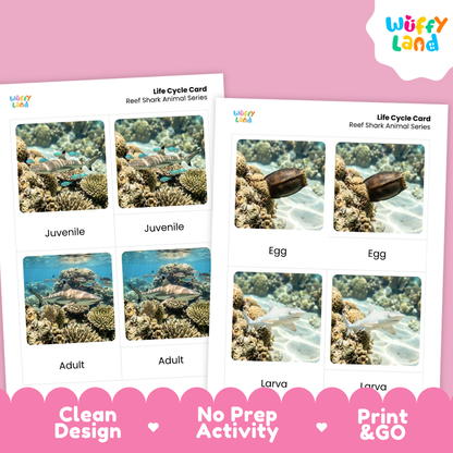 Reef Shark Life Cycle Flashcards 3 Part Cards Montessori Science Printable