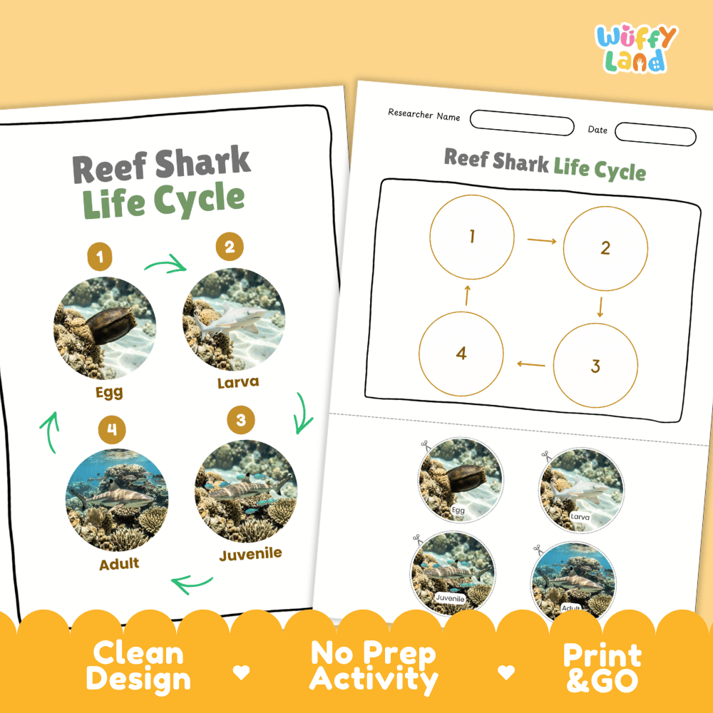 Reef Shark Life Cycle Poster and Cut and Paste Activity Worksheet