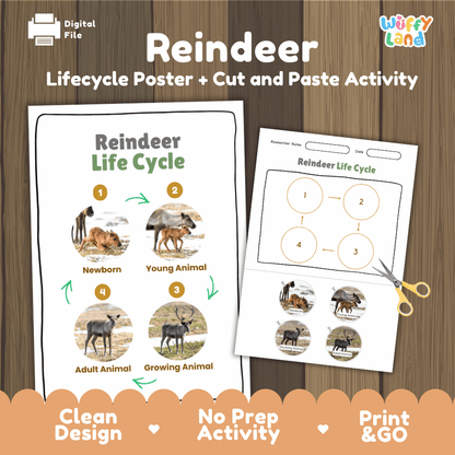 Reindeer Life Cycle Poster and Cut and Paste Activity Worksheets