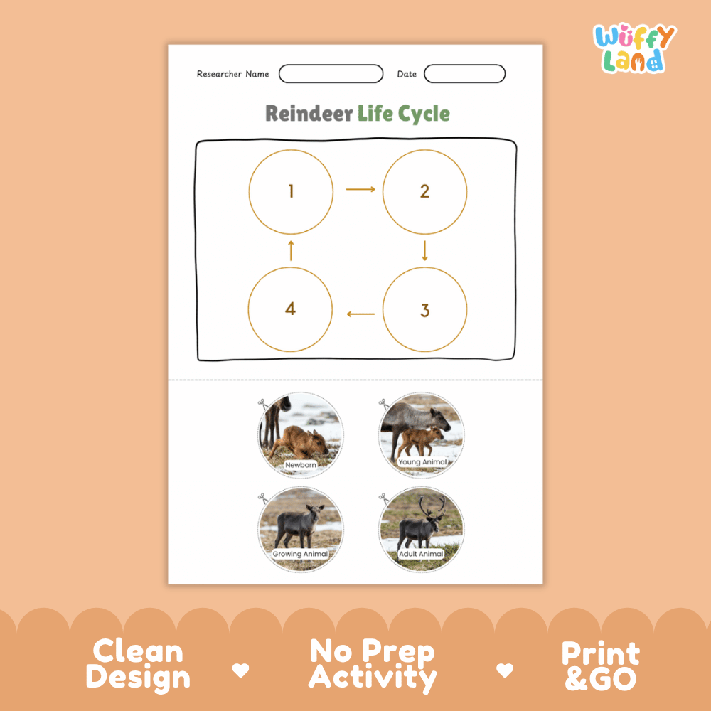 Reindeer Life Cycle Poster and Cut and Paste Activity Worksheets