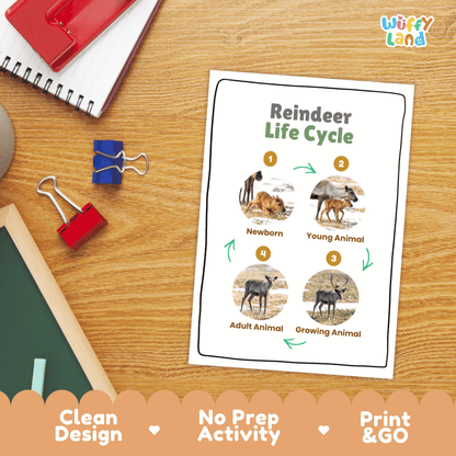 Reindeer Life Cycle Poster and Cut and Paste Activity Worksheets