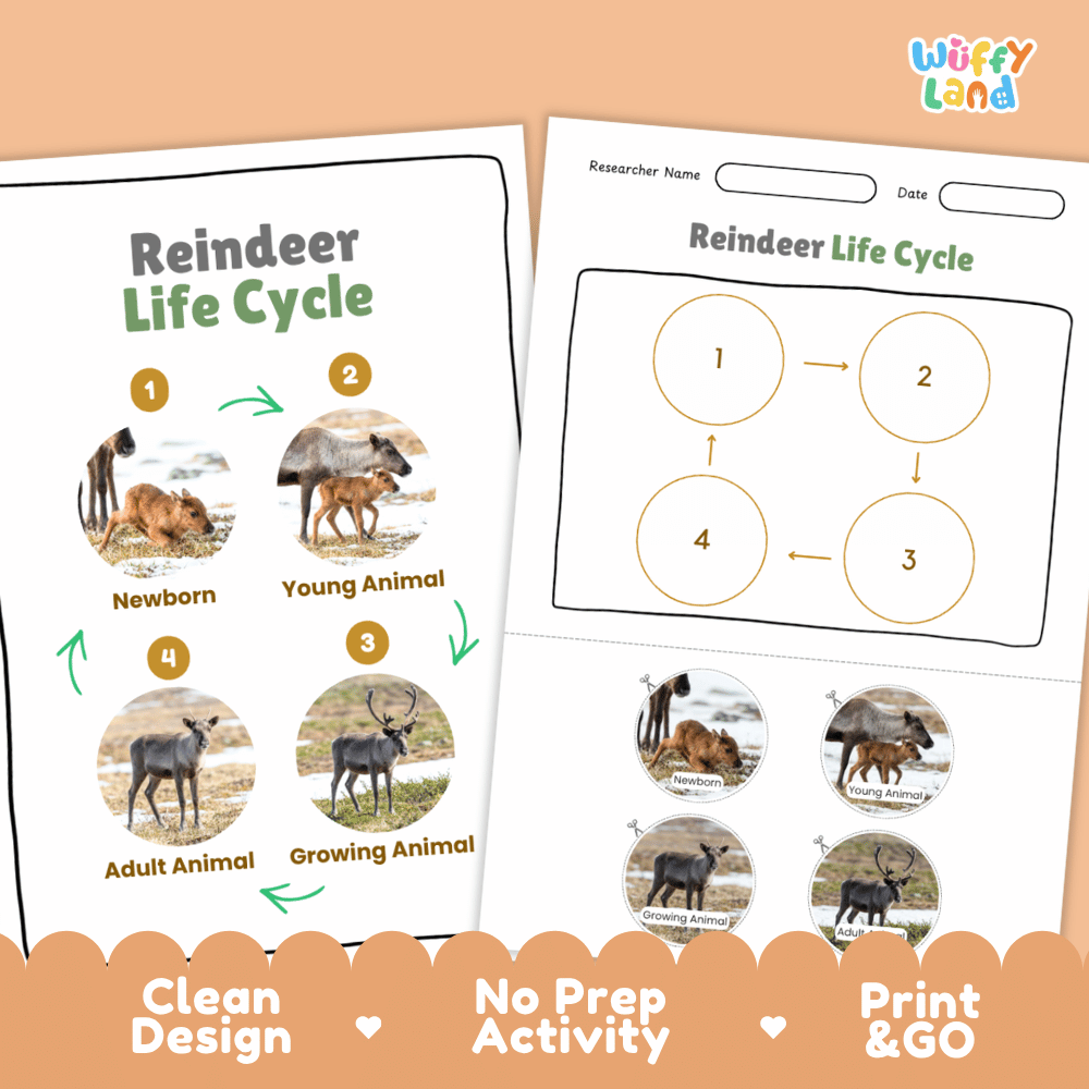 Reindeer Life Cycle Poster and Cut and Paste Activity Worksheets