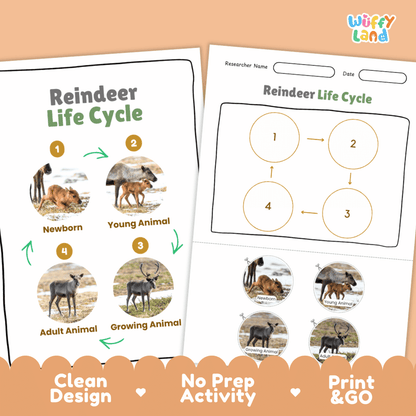 Reindeer Life Cycle Poster and Cut and Paste Activity Worksheets