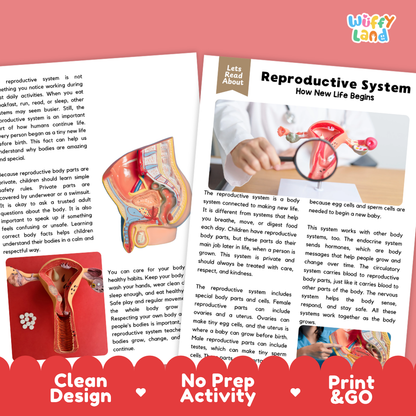 Teacher answer key page showing complete question solutions for Reproductive System human body reading comprehension practice