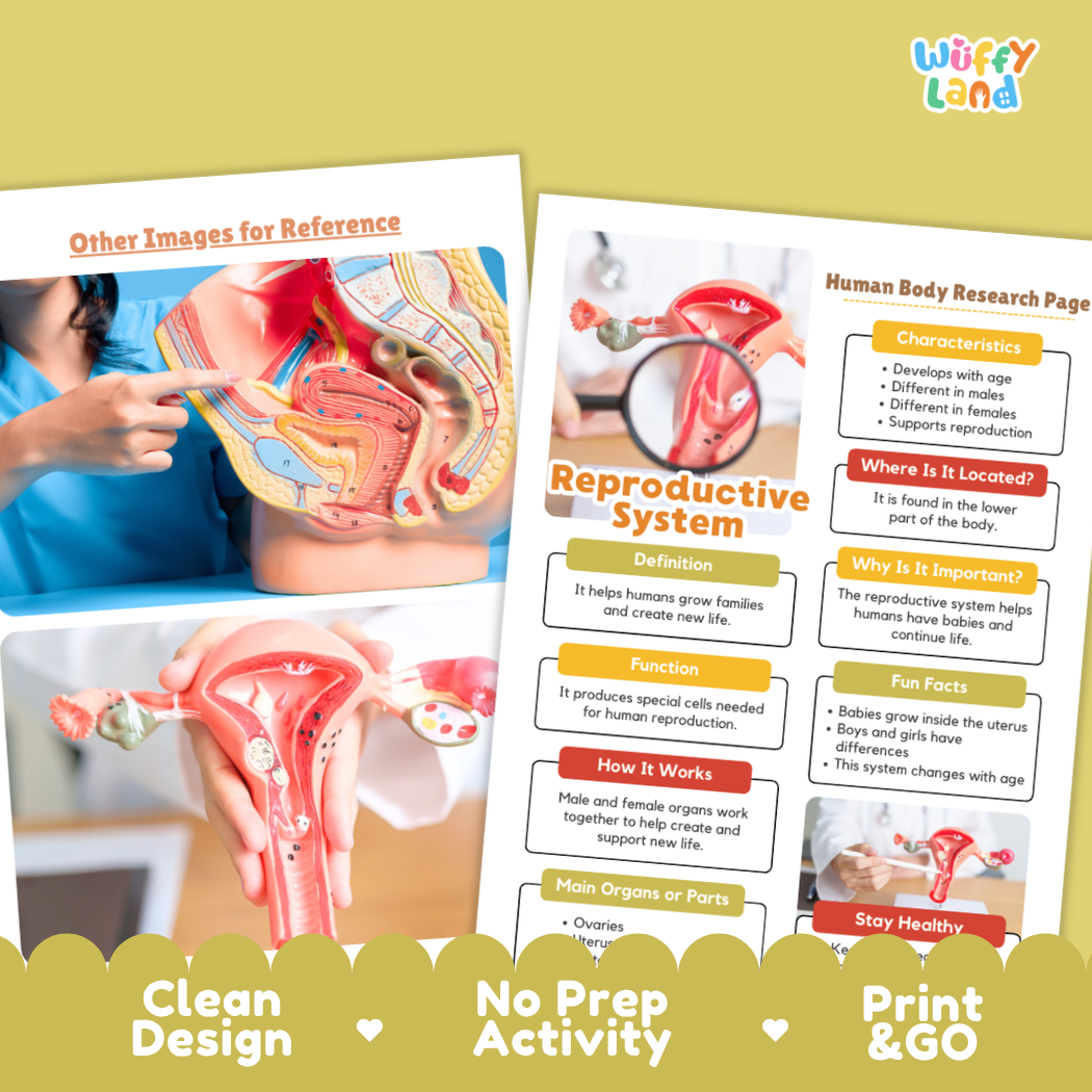 Reproductive System Human Body Research Page and Worksheets
