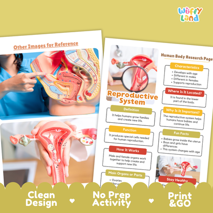 Reproductive System Human Body Research Page and Worksheets